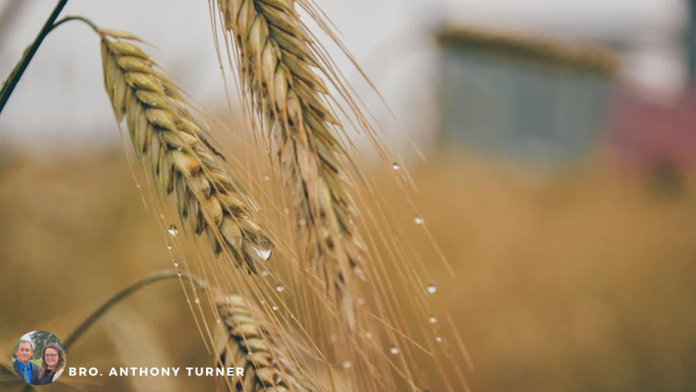 Going to the Threshing Floor Image